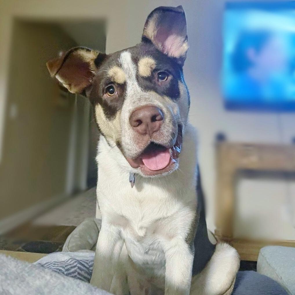 Potter, Adoptable, Young Male American Bulldog & Australian Shepherd.