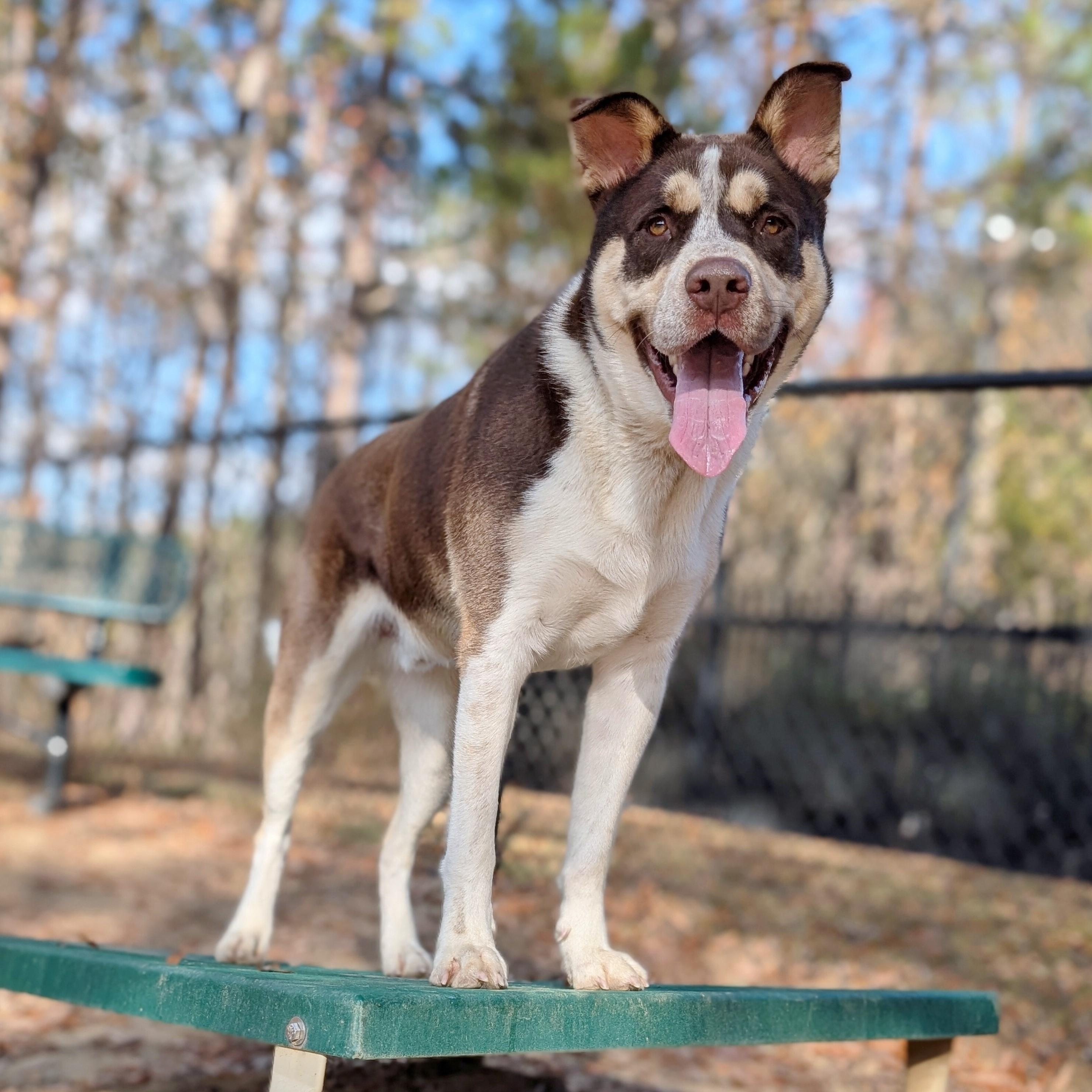 Potter, Adoptable, Young Male American Bulldog & Australian Shepherd.