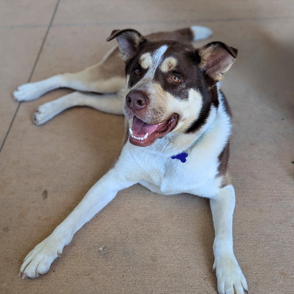 Potter, a Adoptable mixed breed in Helena, AL image 6/6