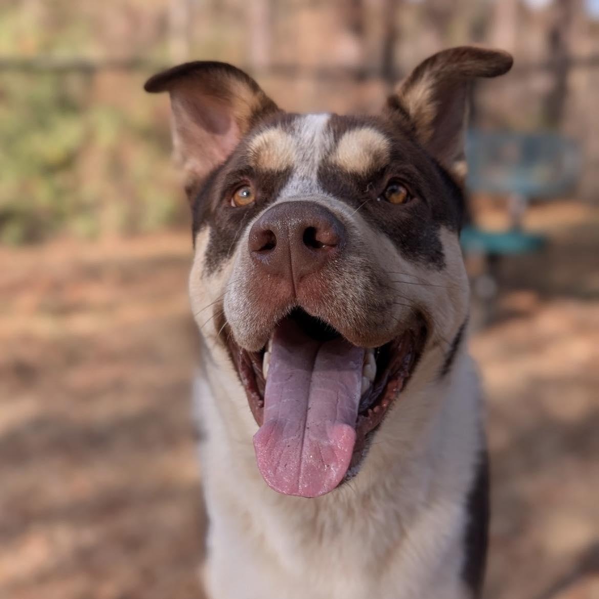 Enlarge Potter, a Adoptable mixed breed in Helena, AL image 4/5