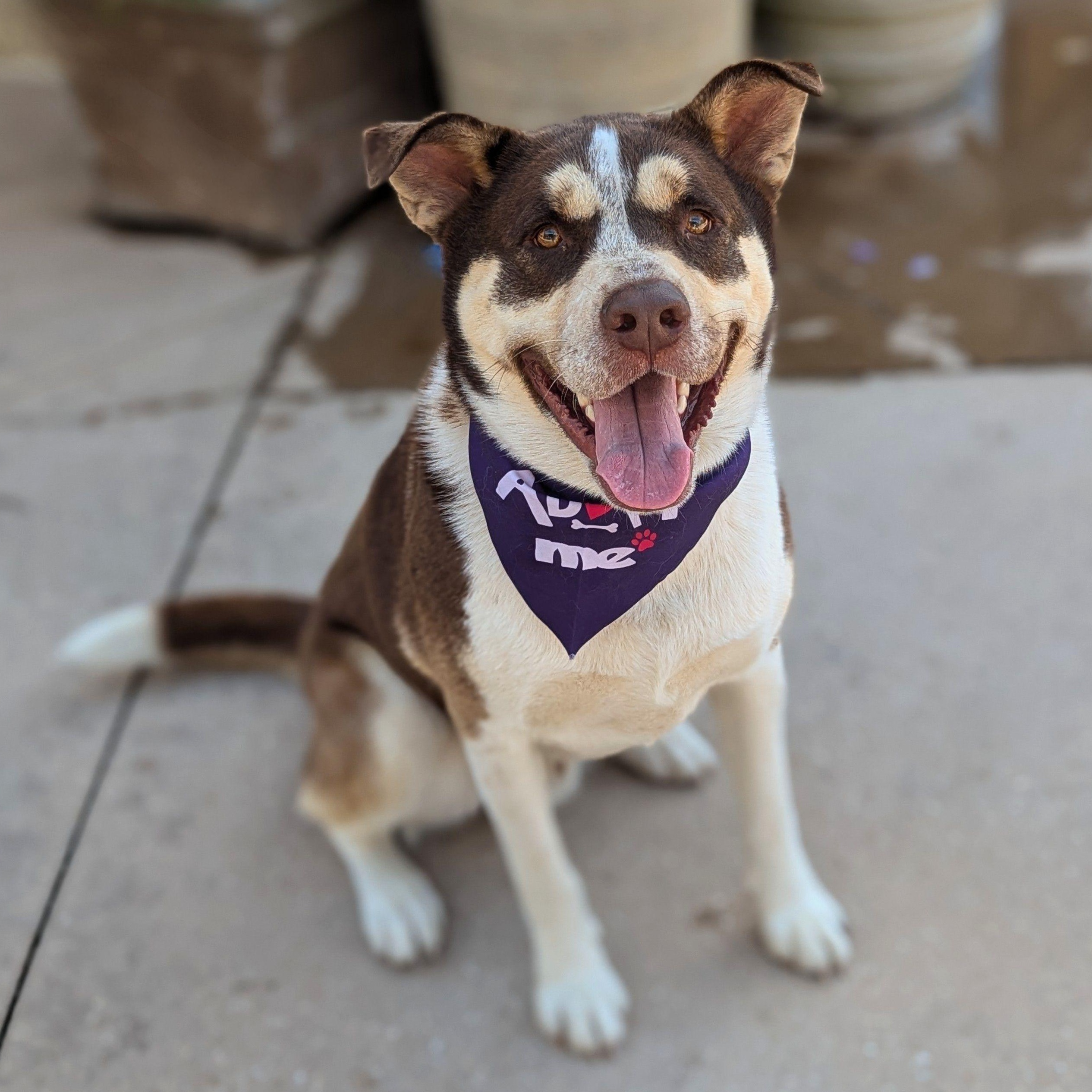 Enlarge Potter, a Adoptable mixed breed in Helena, AL image 1/5