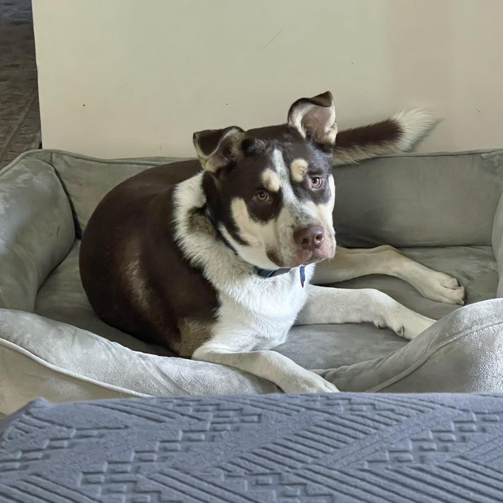 Potter, a Adoptable mixed breed in Helena, AL image 3/3