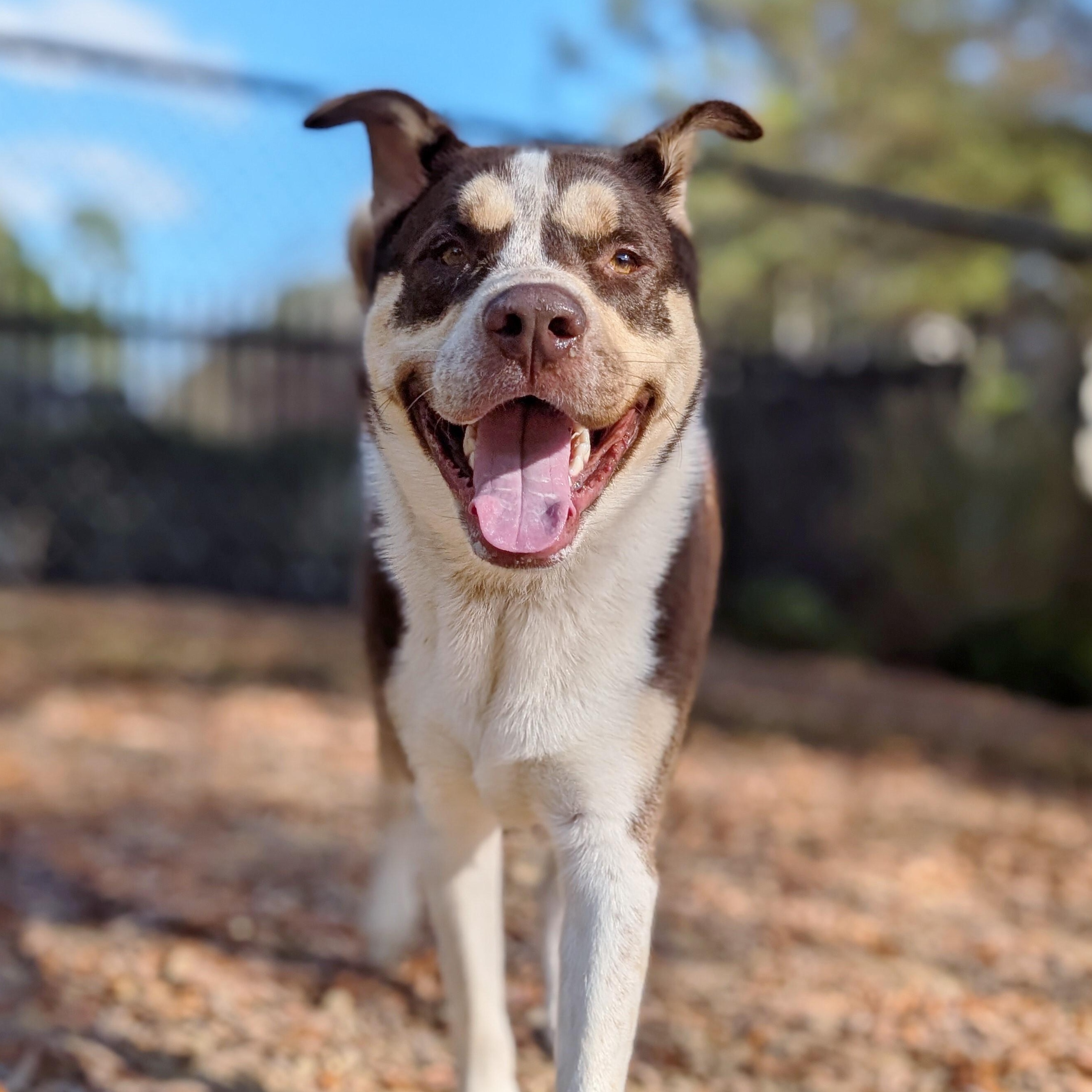 Enlarge Potter, a Adoptable mixed breed in Helena, AL image 4/4