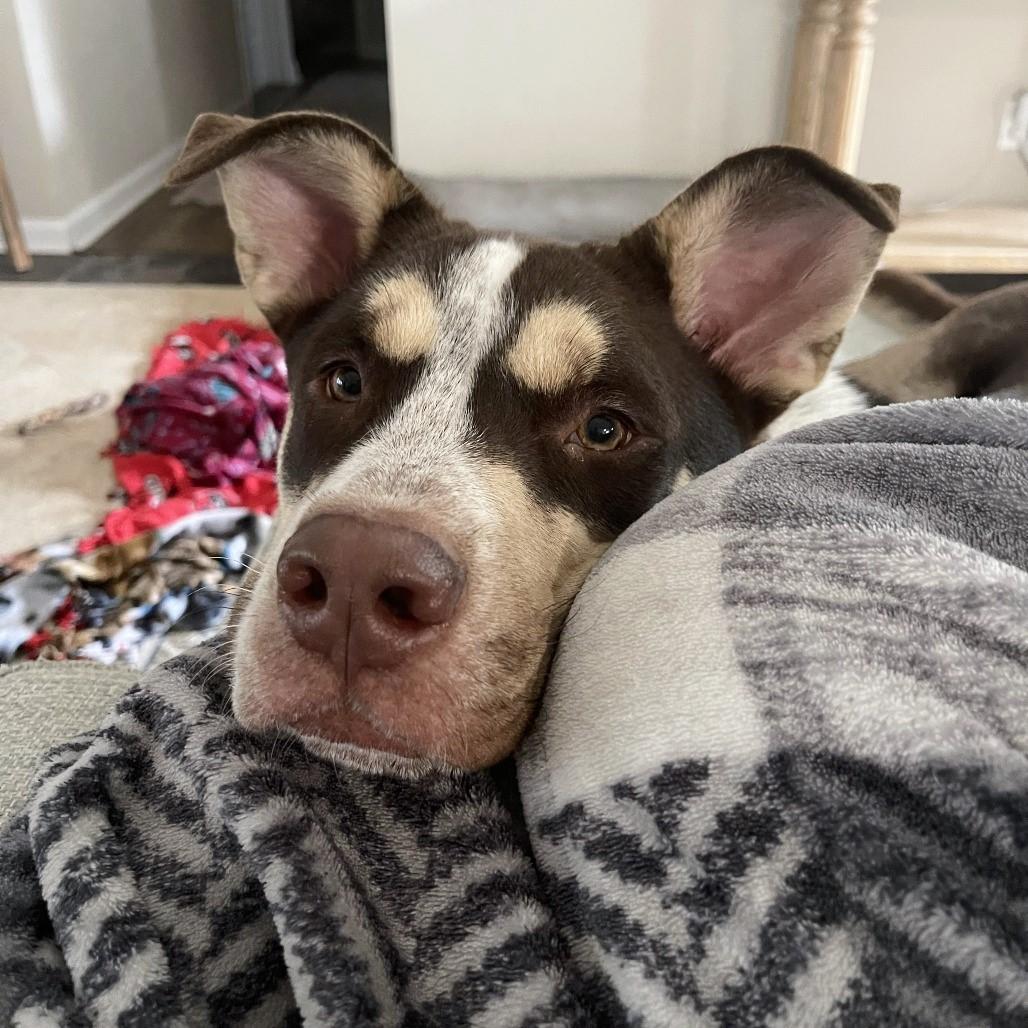 Potter, a Adoptable mixed breed in Helena, AL image 2/3