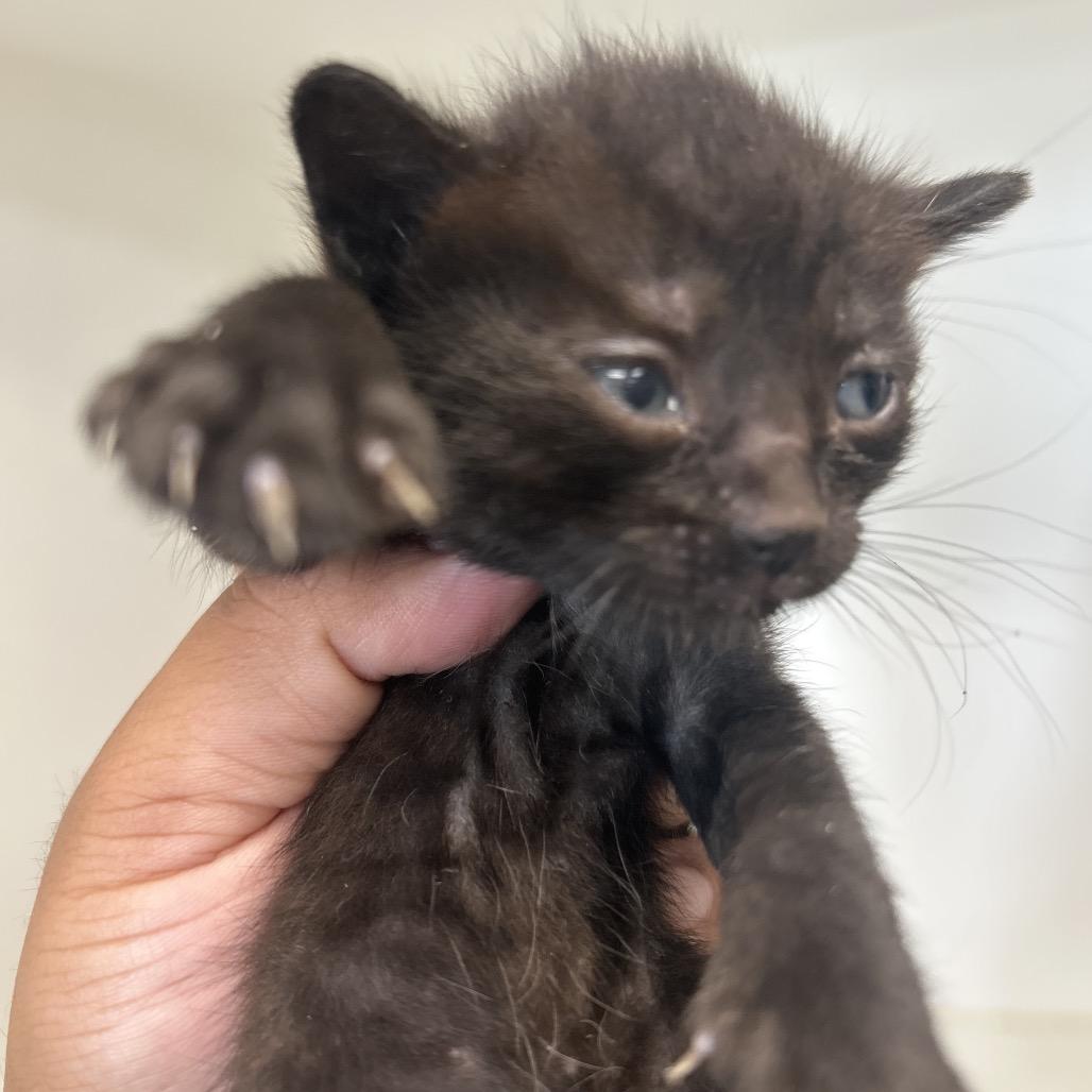 Phantom, Adoptable, Kitten Female American Shorthair.