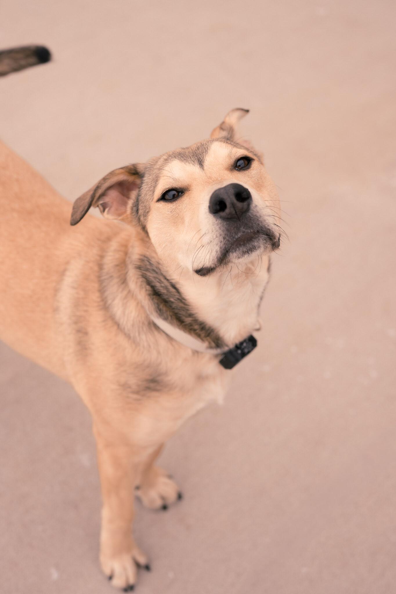 Bandit, a Adoptable mixed breed in Alma, WI image 1/6