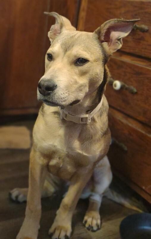 Bandit, a Adoptable mixed breed in Alma, WI image 2/6