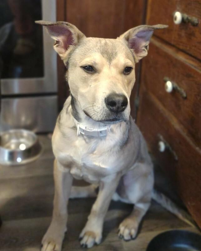 Bandit, a Adoptable mixed breed in Alma, WI image 3/6