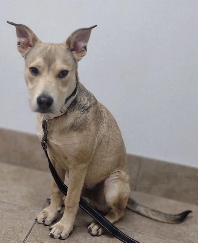 Bandit, a Adoptable mixed breed in Alma, WI image 5/6