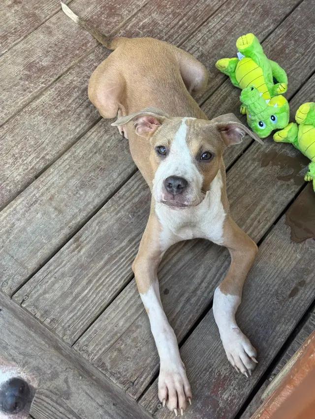 Augusta, ADOPTABLE, Young Female American Staffordshire Terrier.