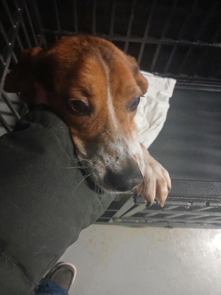 Enlarge Slush (Red Bones), a Adoptable Beagle in Waverly, NY image 1/1