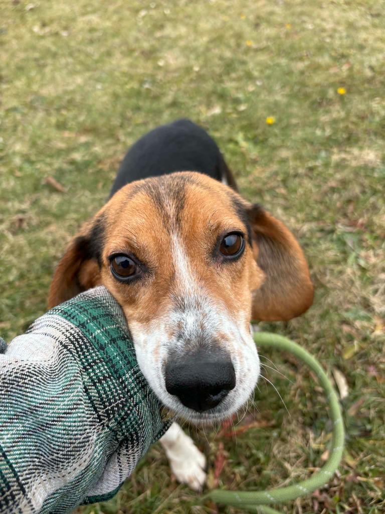 Slush (Red Bones), Adoptable, Young Male Beagle.