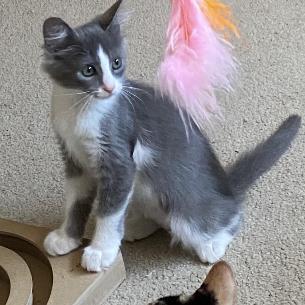 Leela B., ADOPTABLE, Young Female Tuxedo.