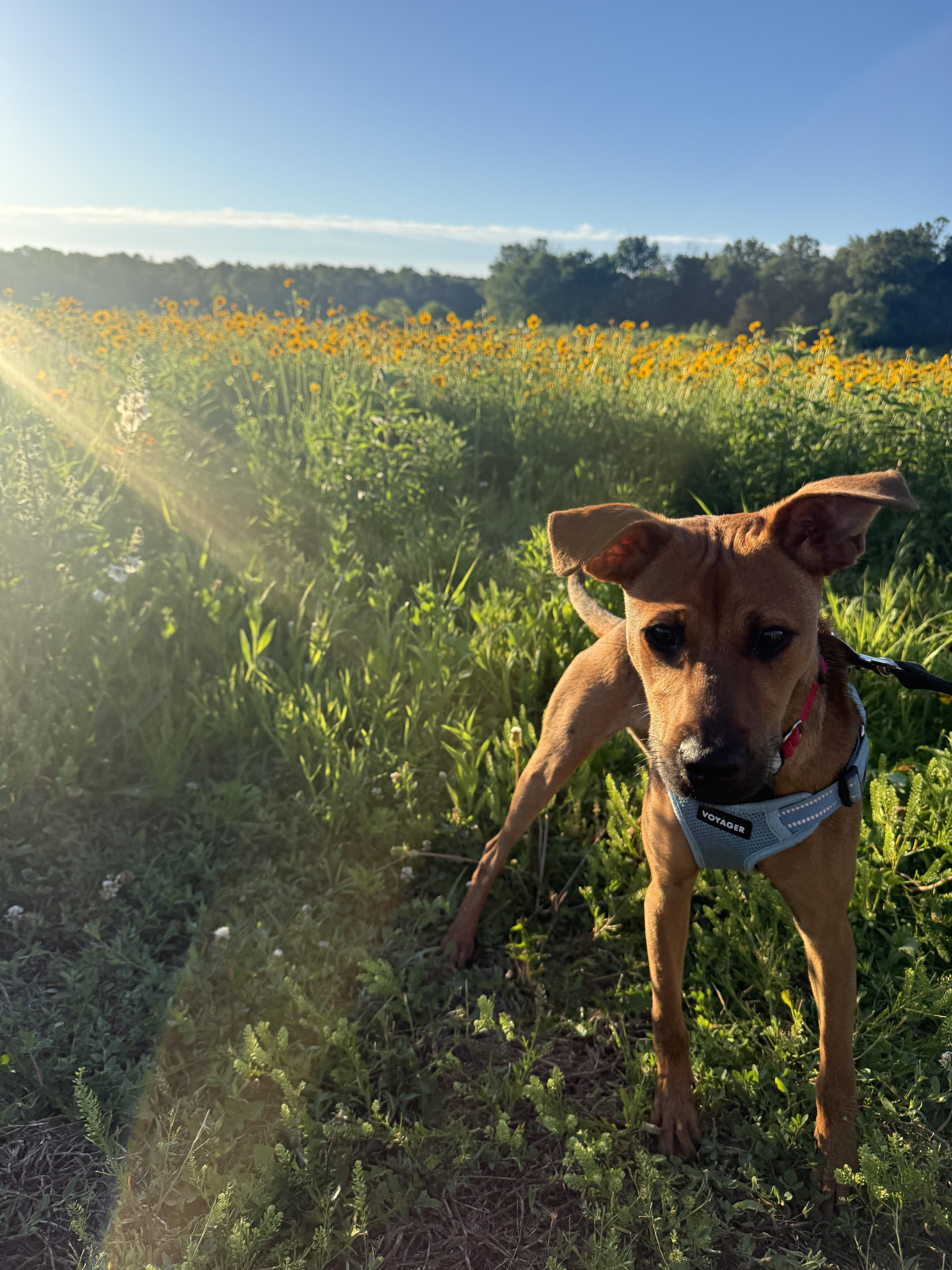 Troya, a Adoptable Mixed Breed in Philadelphia, PA image 2/5