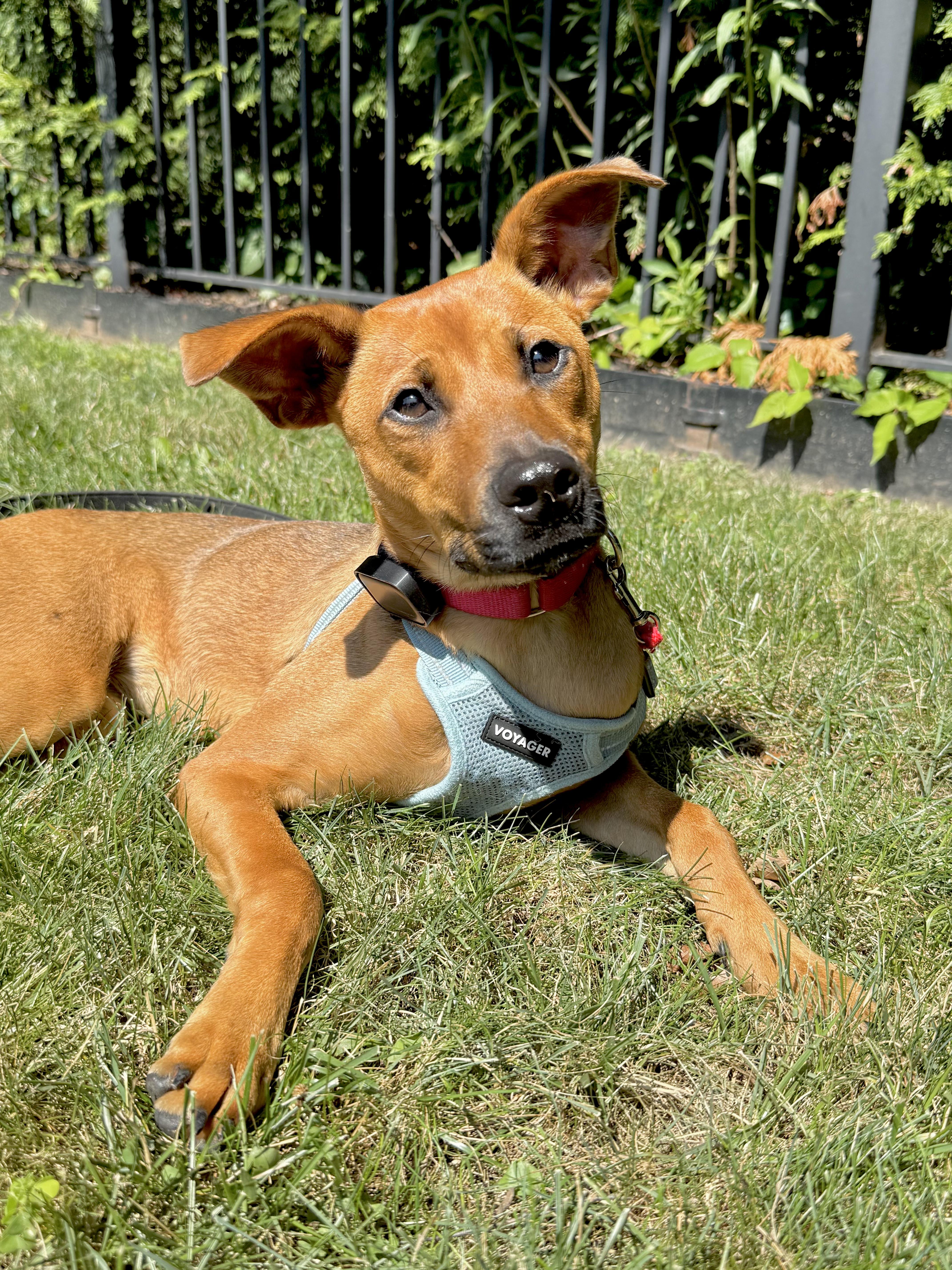 Troya, a Adoptable Mixed Breed in Philadelphia, PA image 1/5