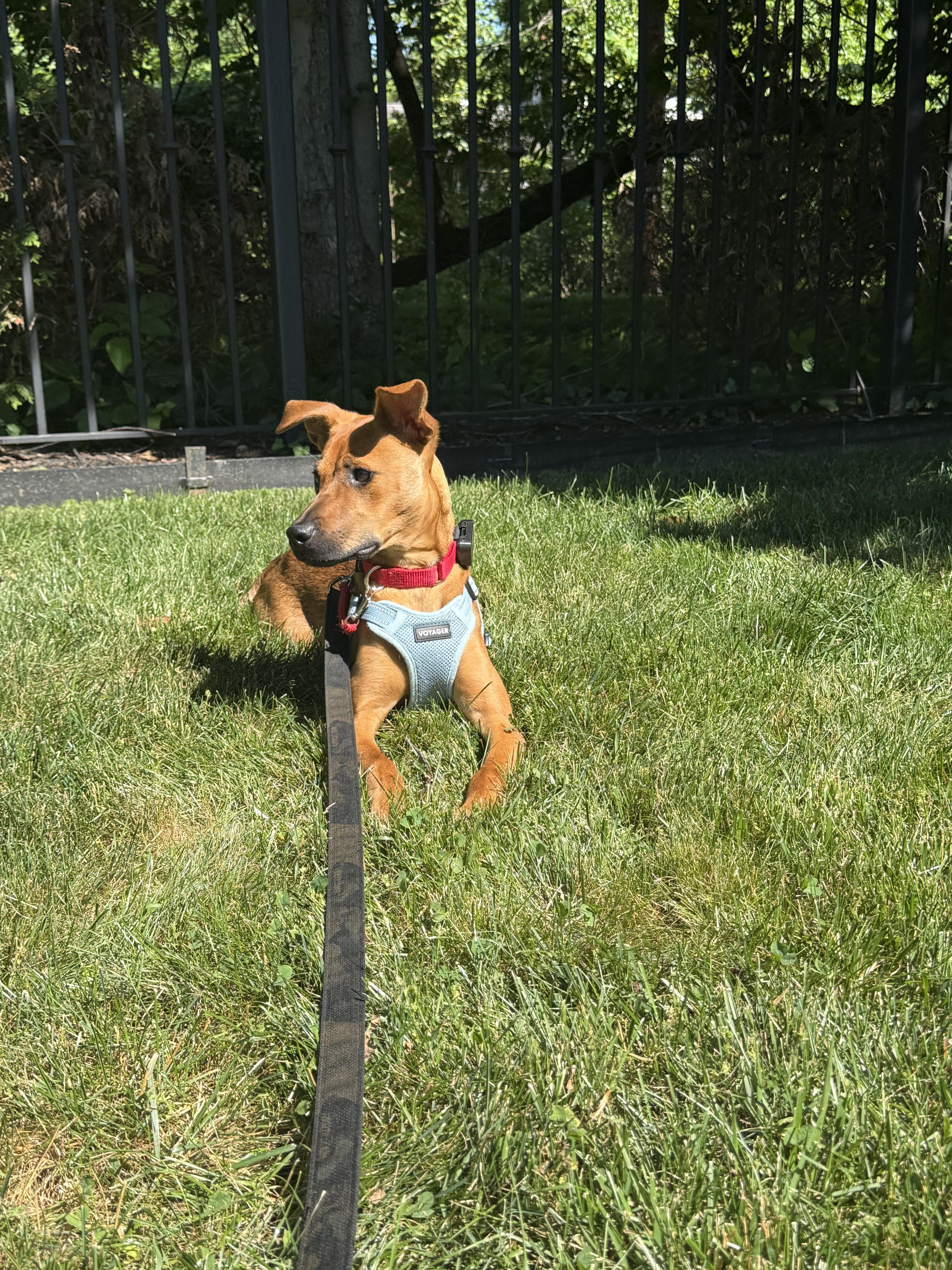 Troya, a Adoptable Mixed Breed in Philadelphia, PA image 3/5