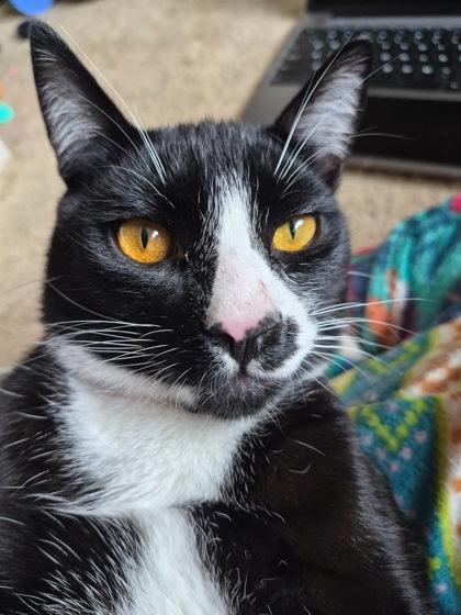 Fireball, Adoptable, Kitten Male Domestic Short Hair & Domestic Short Hair.