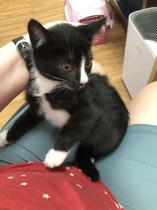 Enlarge Fireball, a Adoptable mixed breed in Hillsboro, OR image 2/2