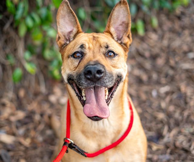 Enlarge BEAU, a Adoptable mixed breed in San Jose, CA image 1/1