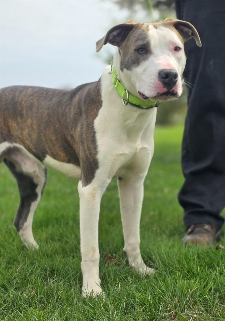 Enlarge Ochie, a Adoptable Pit Bull Terrier in Huntington, IN image 1/1