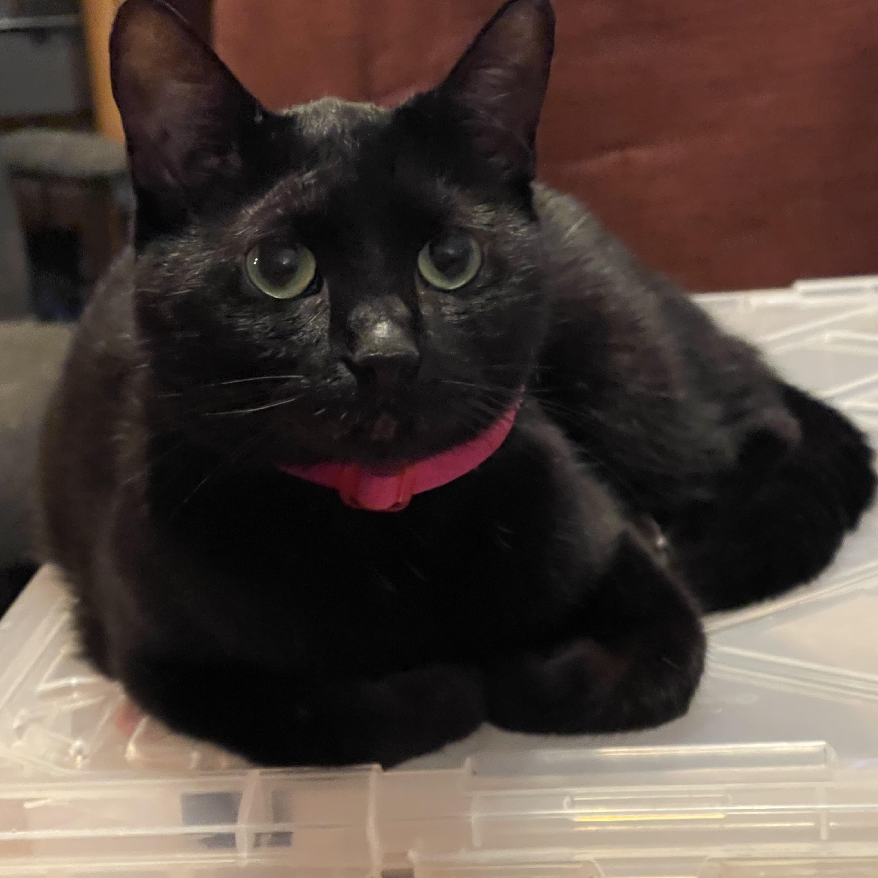 Mina, a ADOPTABLE Domestic Short Hair in san antonio, TX image 3/3