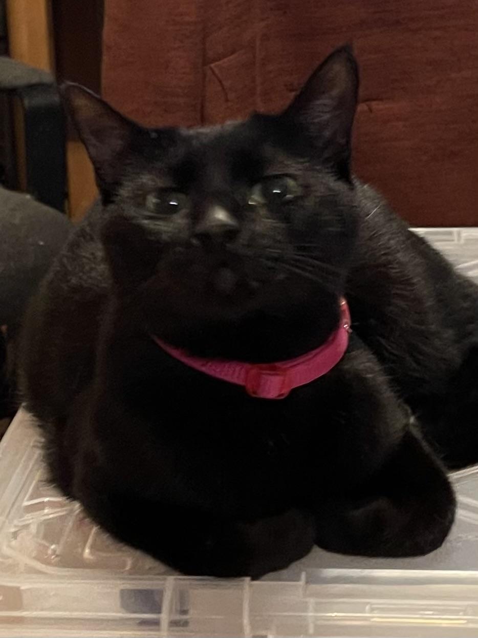 Mina, a ADOPTABLE Domestic Short Hair in san antonio, TX image 1/3