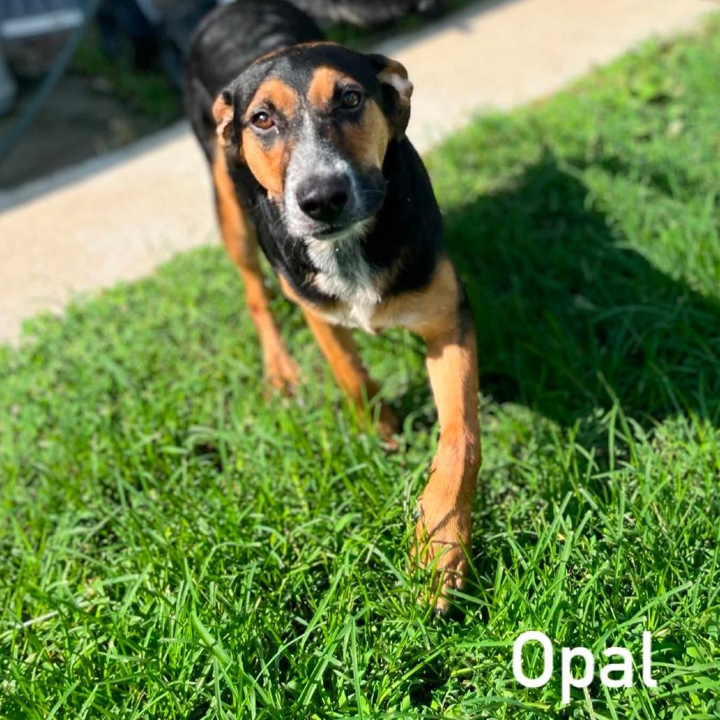 Opal, Adoptable, Adult Female Hound & Mixed Breed.