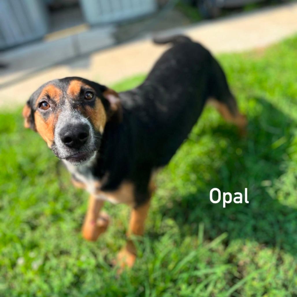 Enlarge Opal, a Adoptable mixed breed in Caryville, TN image 2/6