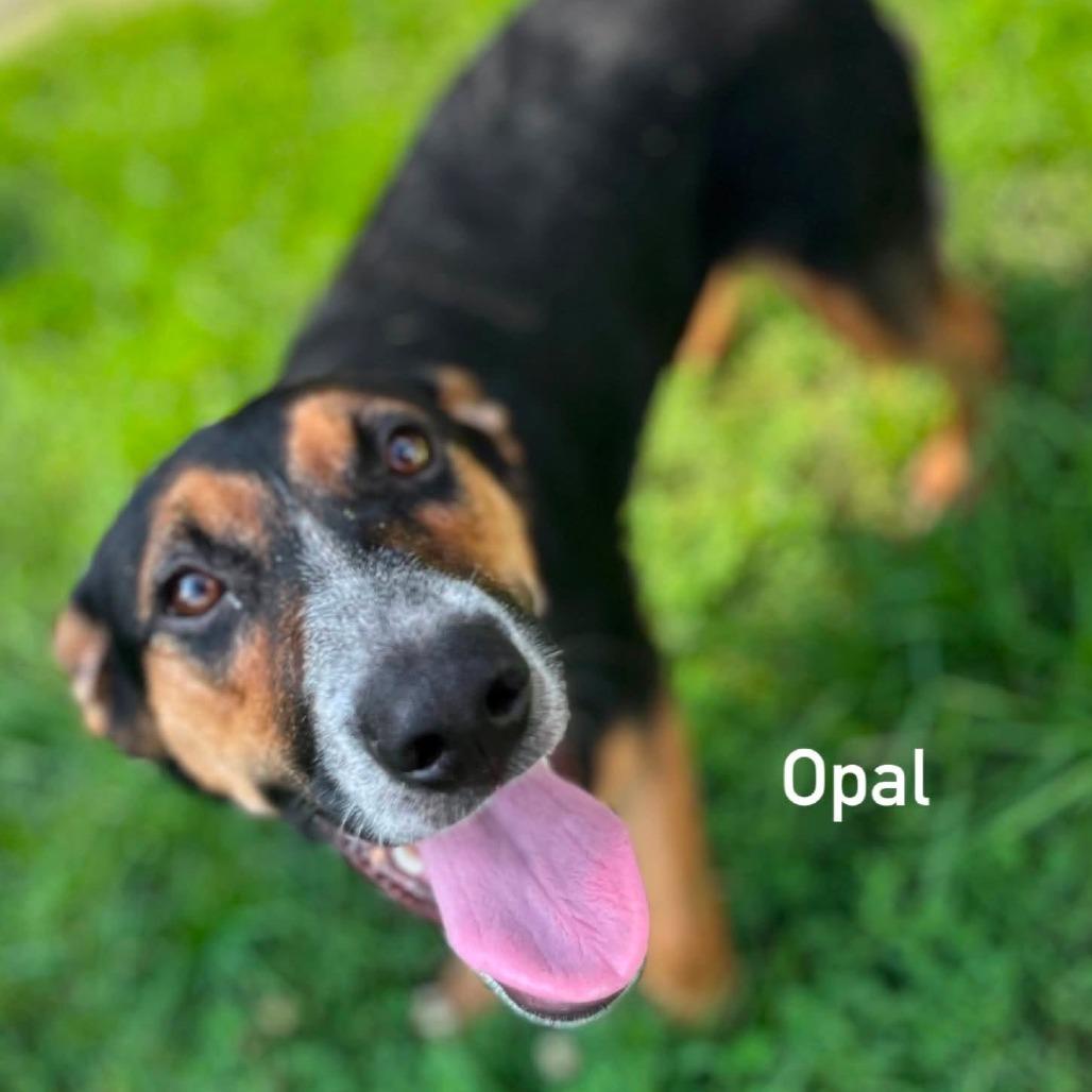 Enlarge Opal, a Adoptable mixed breed in Caryville, TN image 3/6