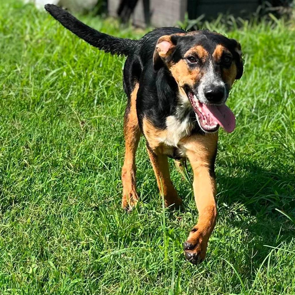 Enlarge Opal, a Adoptable mixed breed in Caryville, TN image 4/6