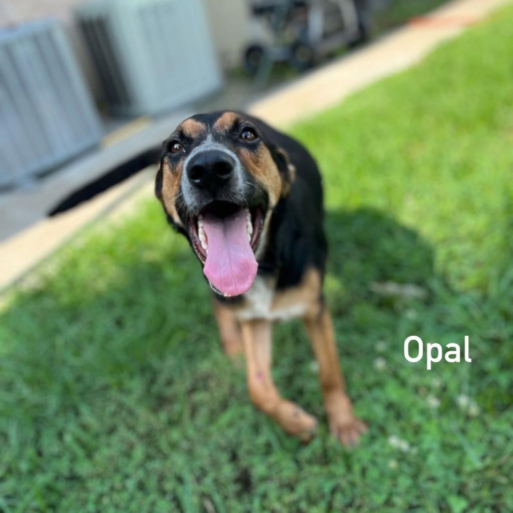 Enlarge Opal, a Adoptable mixed breed in Caryville, TN image 5/6