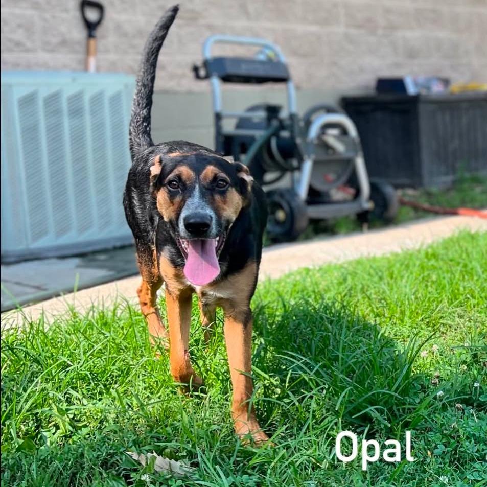 Enlarge Opal, a Adoptable mixed breed in Caryville, TN image 6/6