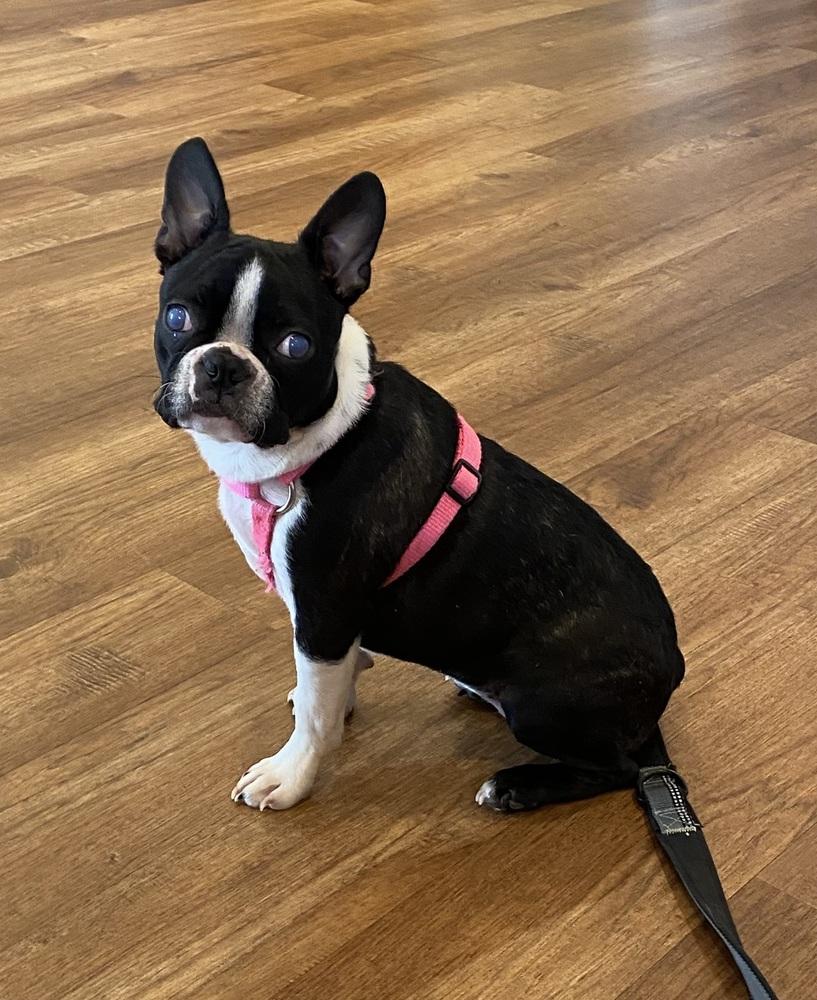Jillian Lapour KY4401, Adoptable, Puppy Female Boston Terrier.