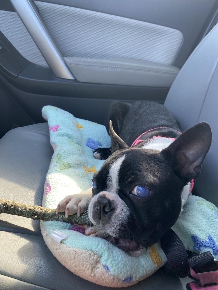 Jillian Lapour KY4401, a Adoptable Boston Terrier in Maryville, TN image 1/4