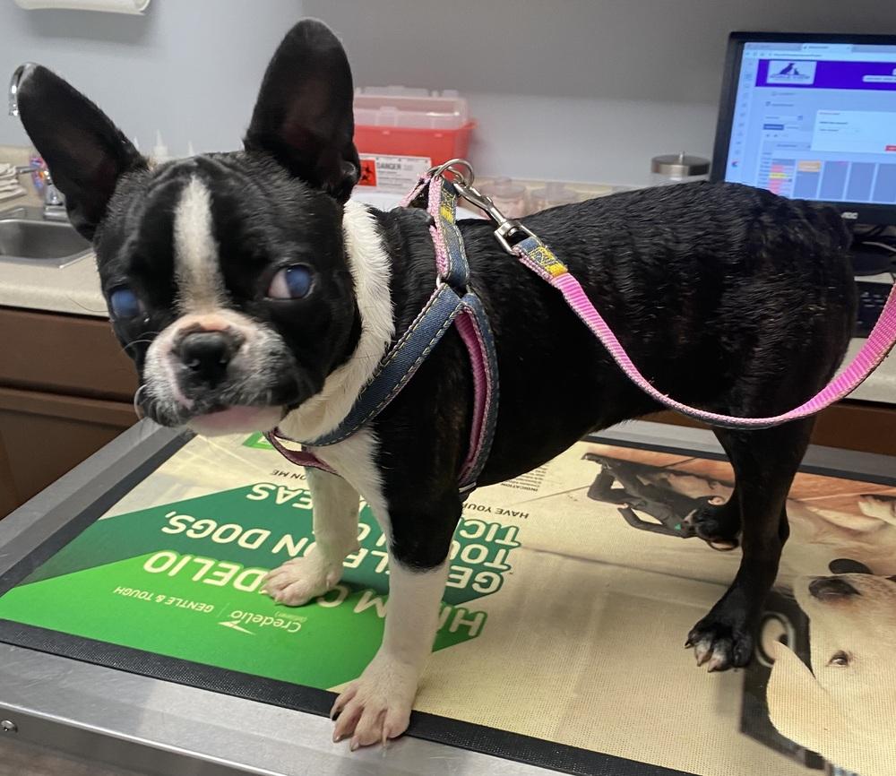 Jillian Lapour KY4401, a Adoptable Boston Terrier in Maryville, TN image 2/4