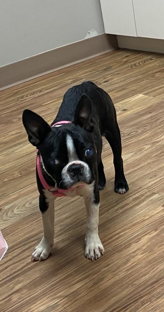 Jillian Lapour KY4401, a Adoptable Boston Terrier in Maryville, TN image 3/4