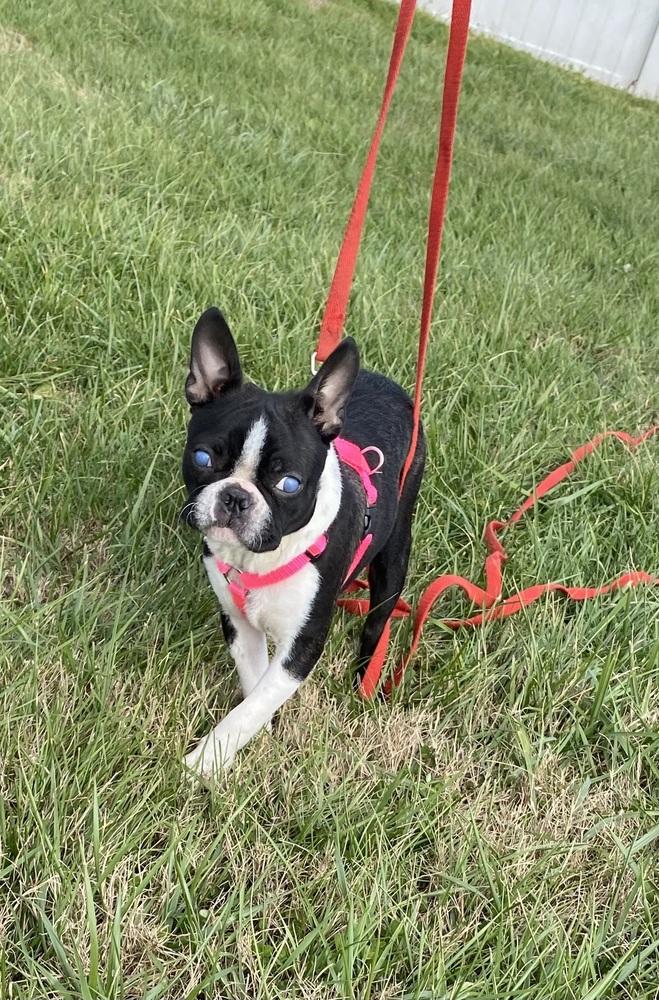 Jillian Lapour KY4401, a Adoptable Boston Terrier in Maryville, TN image 4/4