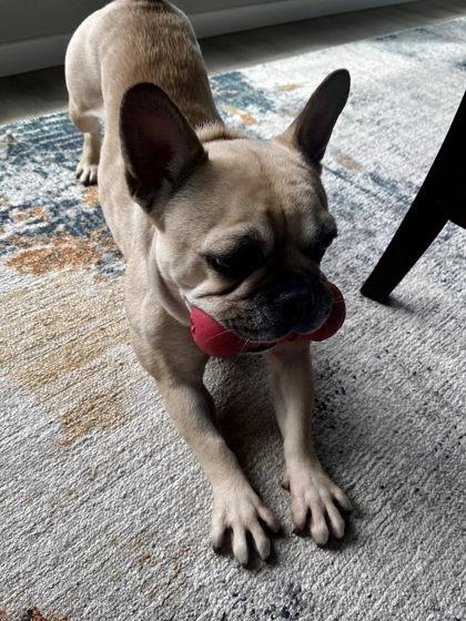 Enlarge OPAL, a ADOPTABLE French Bulldog in Bonney Lake, WA image 3/3