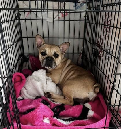 Enlarge OPAL, a ADOPTABLE French Bulldog in Bonney Lake, WA image 2/3