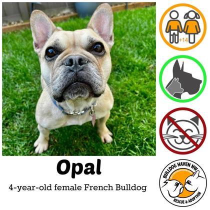 Enlarge OPAL, a ADOPTABLE French Bulldog in Bonney Lake, WA image 1/3