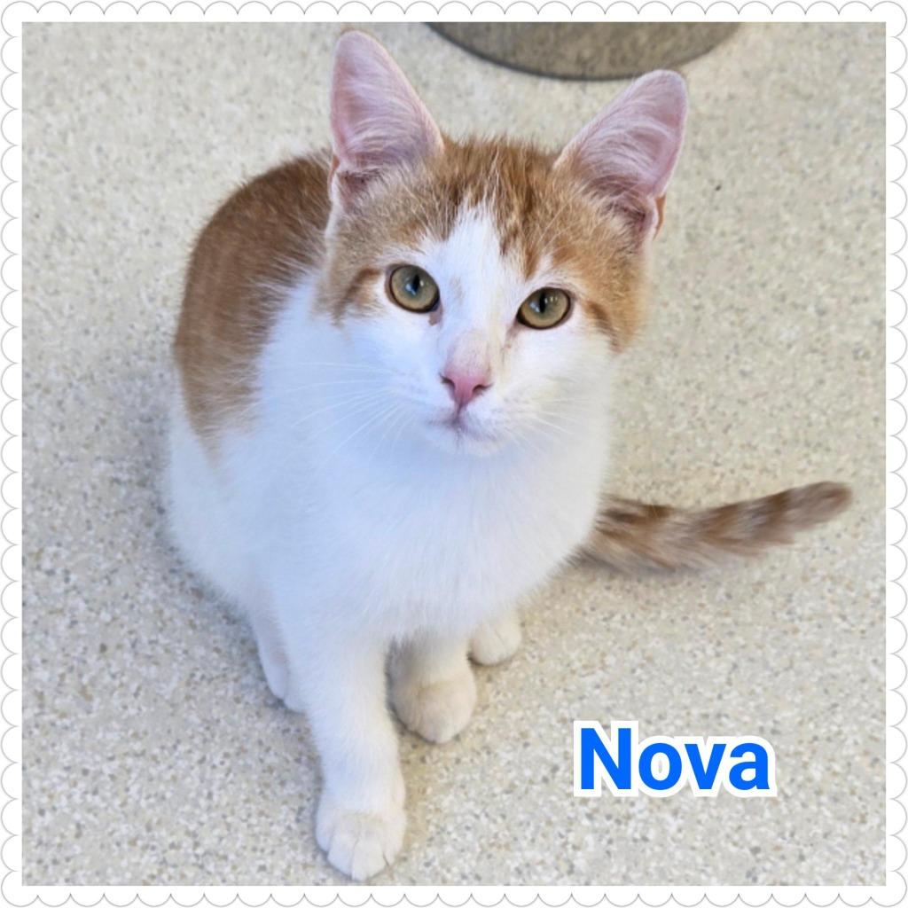 Nova, Adopted, Kitten Male Domestic Short Hair.