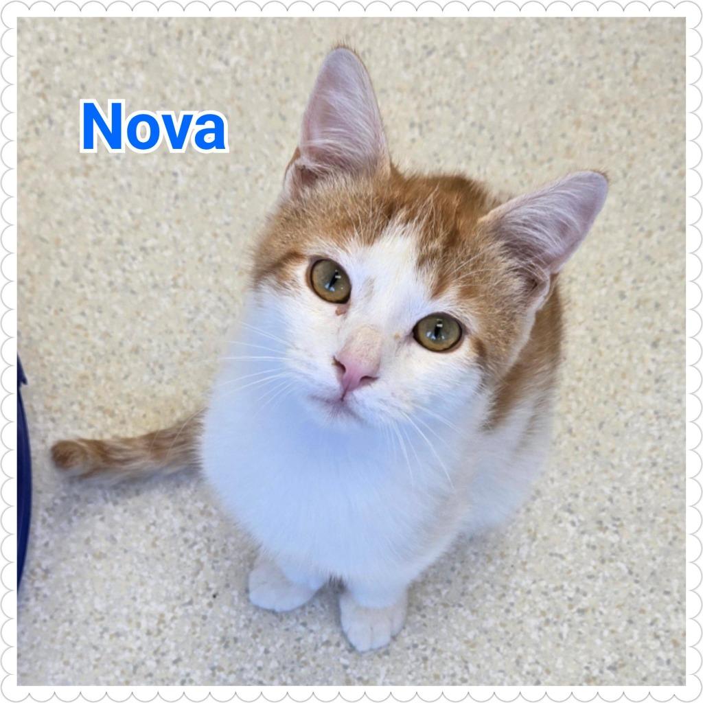 Nova, a Adopted mixed breed in North Saint Paul, MN image 2/3