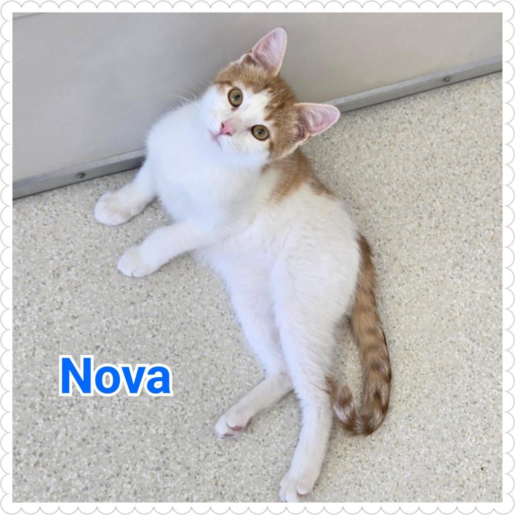 Nova, a Adopted mixed breed in North Saint Paul, MN image 3/3