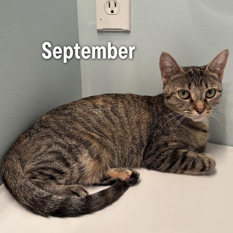 Enlarge September, a Adoptable Domestic Medium Hair in Oak Ridge, TN image 1/3