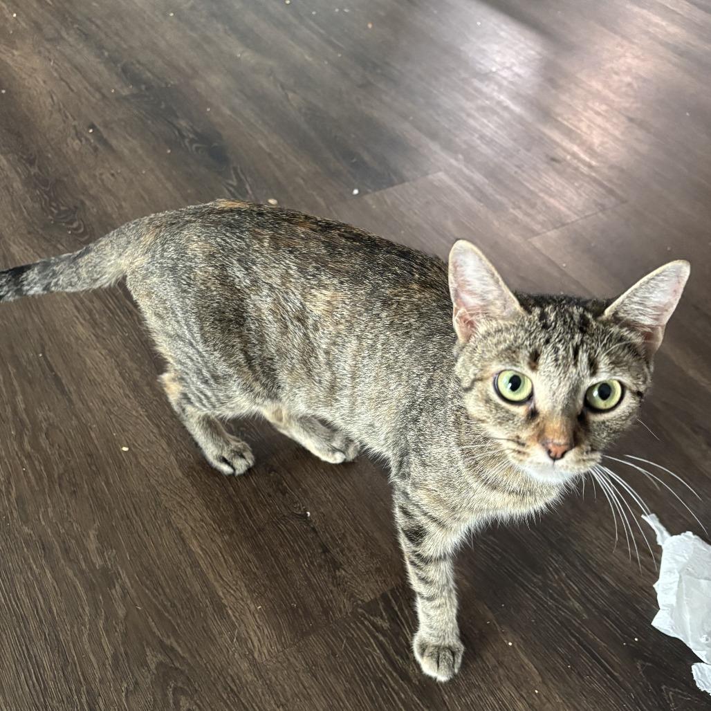 Enlarge September, a Adoptable Domestic Medium Hair in Oak Ridge, TN image 2/3