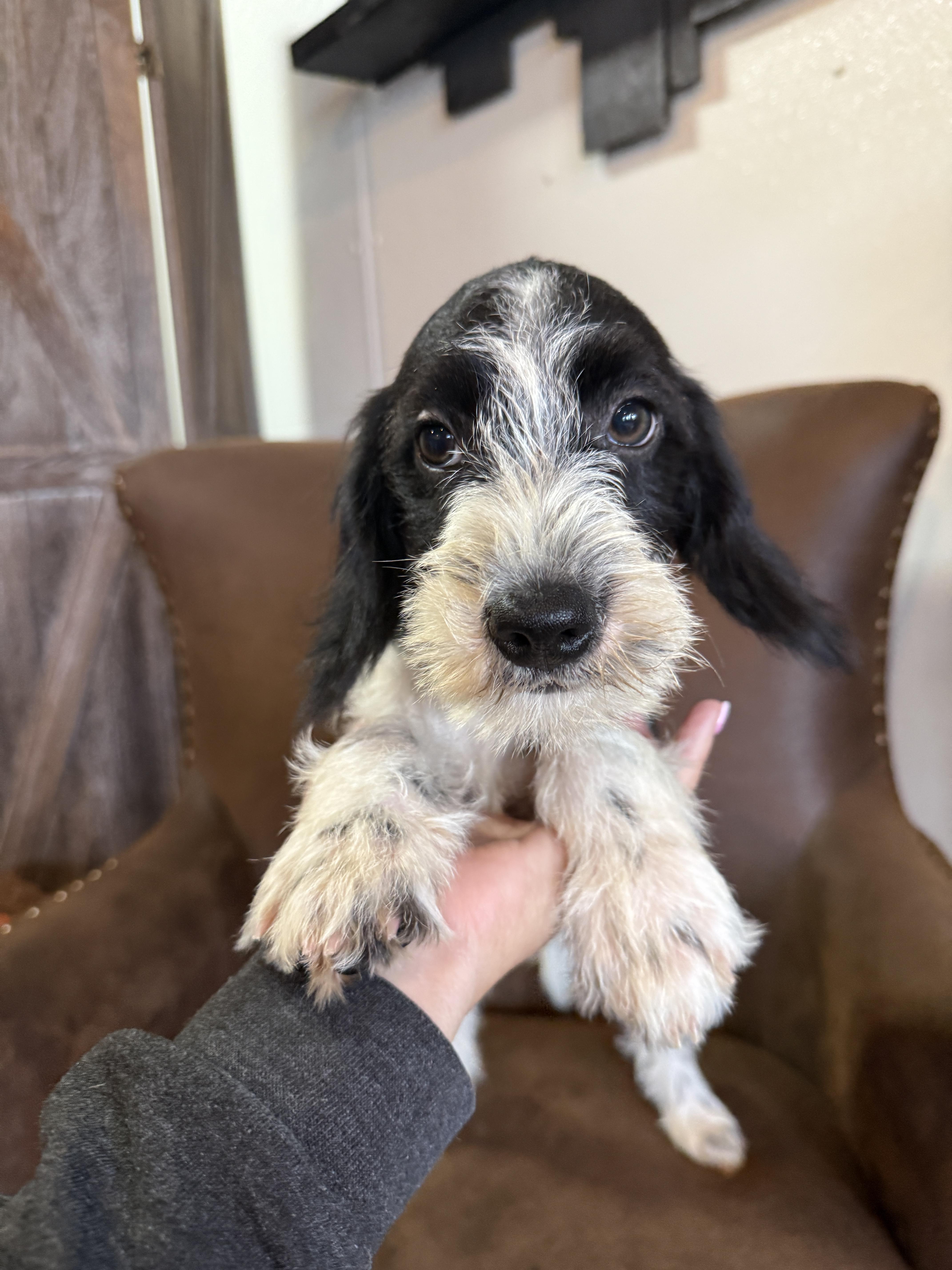 Skipper, a ADOPTABLE mixed breed in Hales corners, WI image 2/4