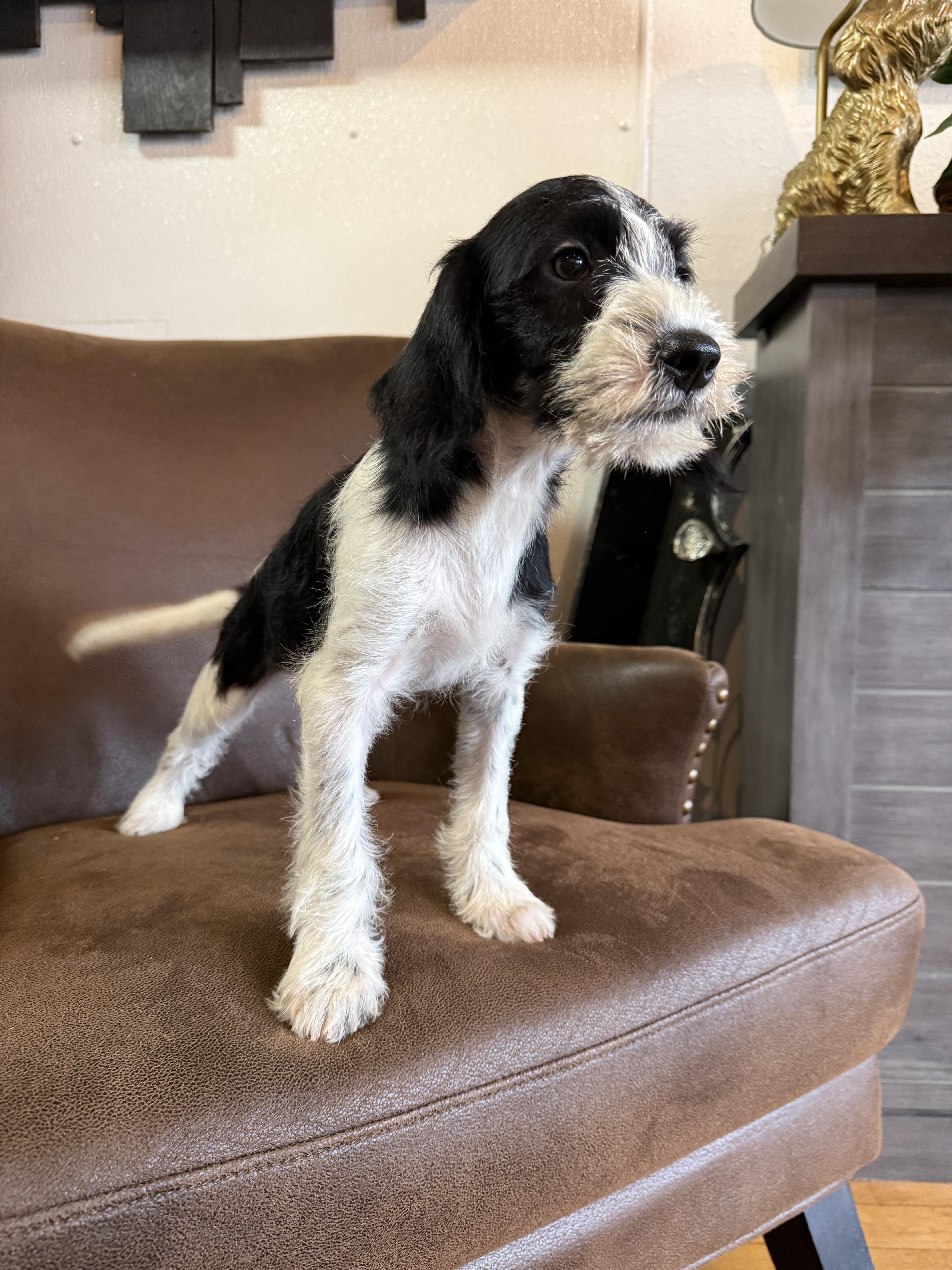 Skipper, a ADOPTABLE mixed breed in Hales corners, WI image 3/4