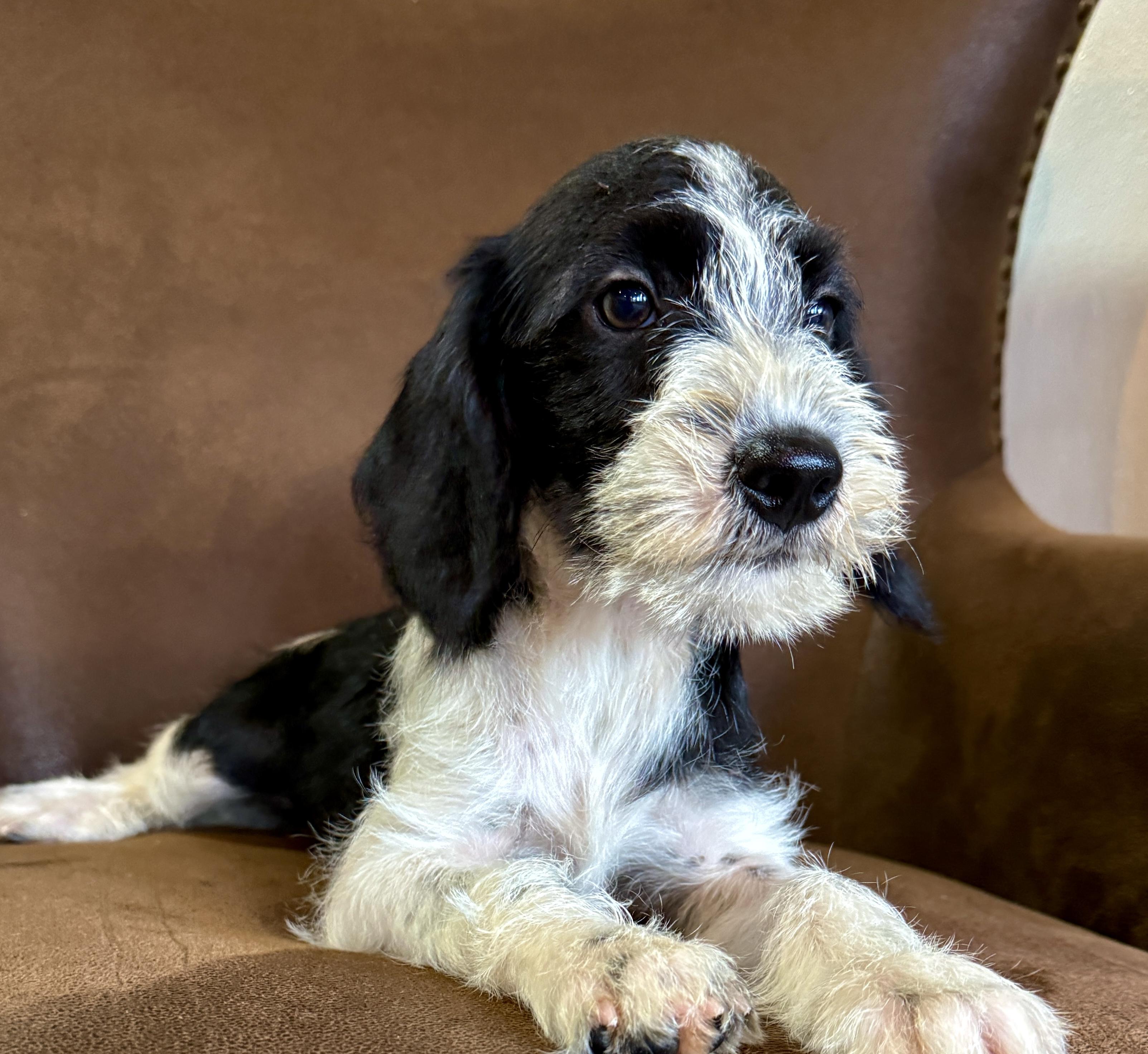 Skipper, ADOPTABLE, Puppy Male Miniature Schnauzer & Jack Russell Terrier.