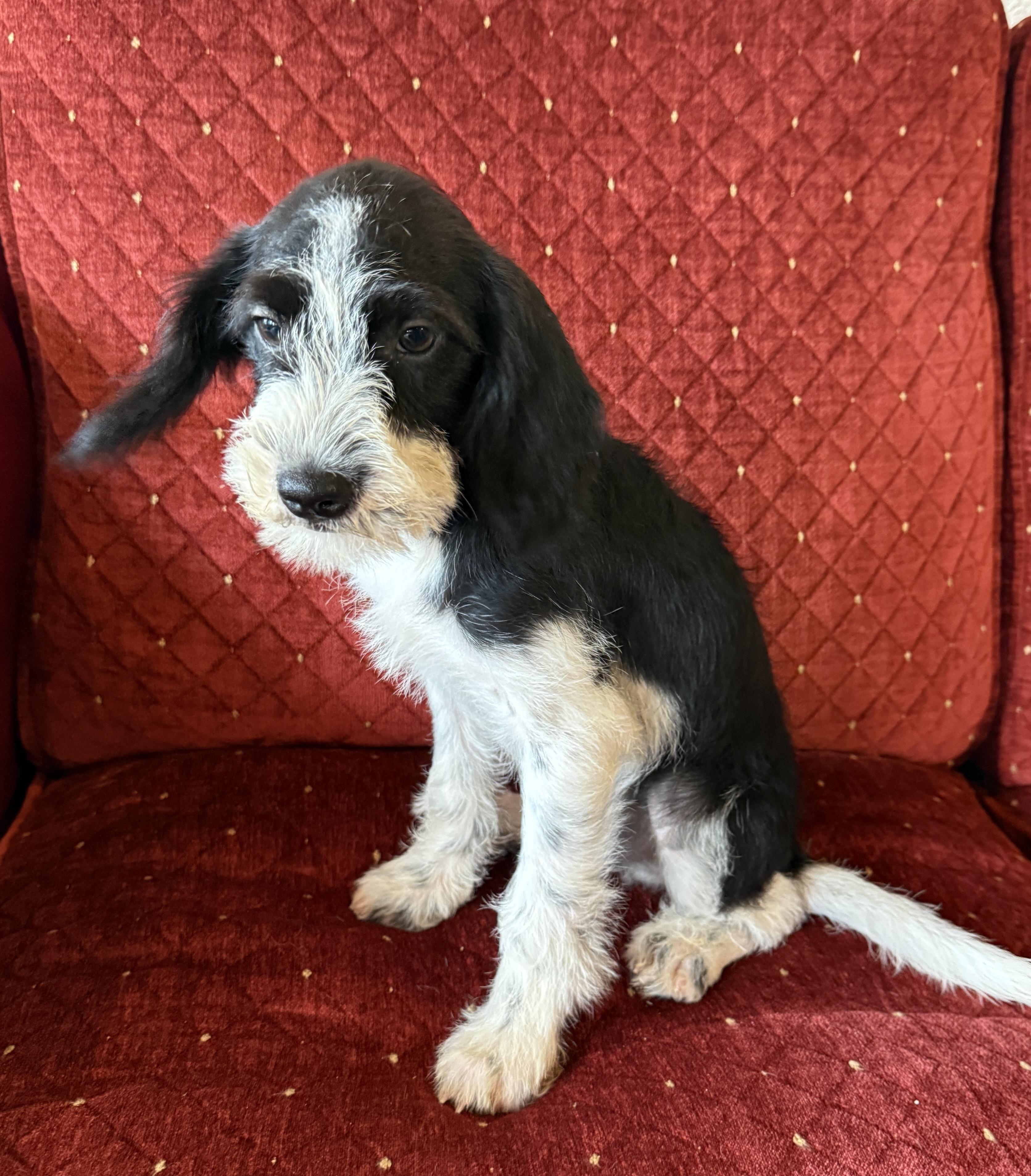 Skipper, a ADOPTABLE mixed breed in Hales corners, WI image 4/4