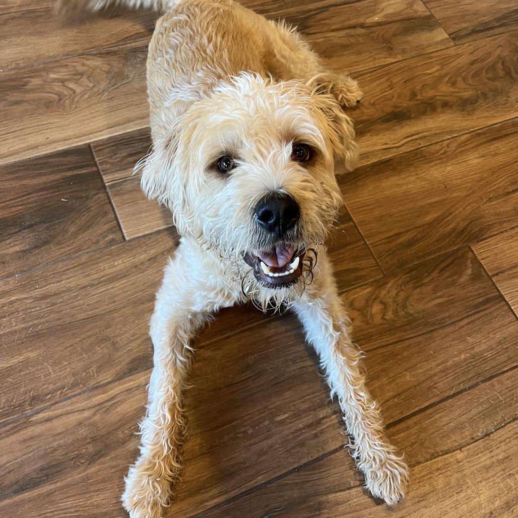 Enlarge Bisbee, a Adoptable Mixed Breed in Tempe, AZ image 1/6